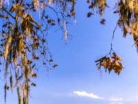 Tenango de las Flores